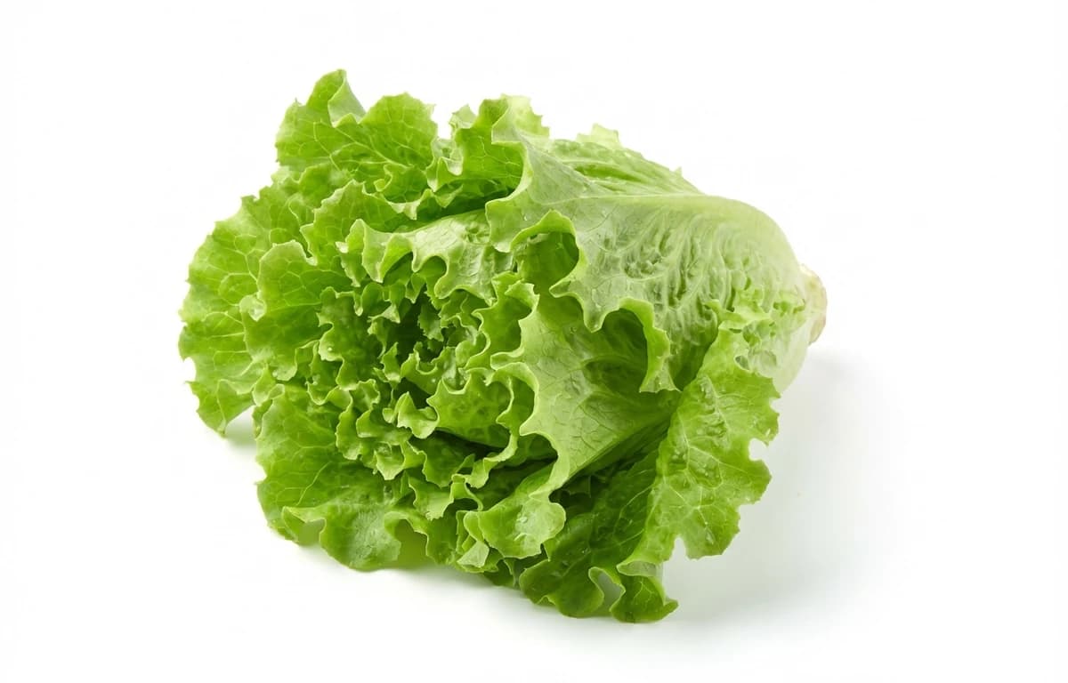 raw green leaf lettuce