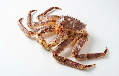 raw queen crab