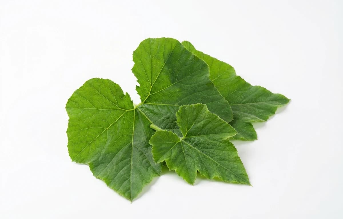 raw pumpkin leaves