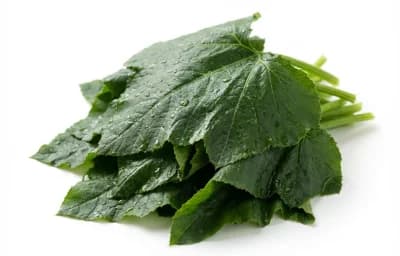 boiled unsalted pumpkin leaves