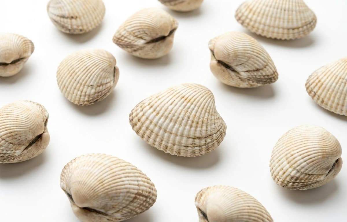 white shell ribbed clam