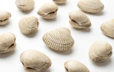 white shell ribbed clam