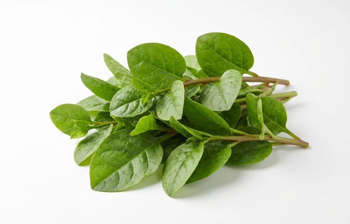 malabar spinach