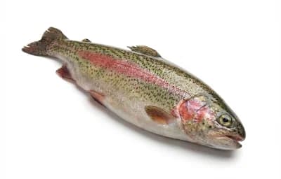raw rainbow trout