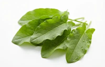 sorrel leaves