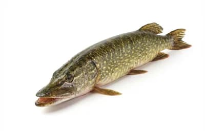 pike
