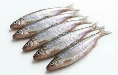 raw rainbow smelt