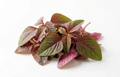 red amaranth
