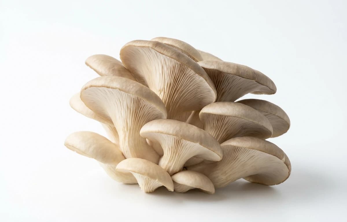 oyster mushroom