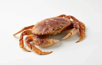 sea crab