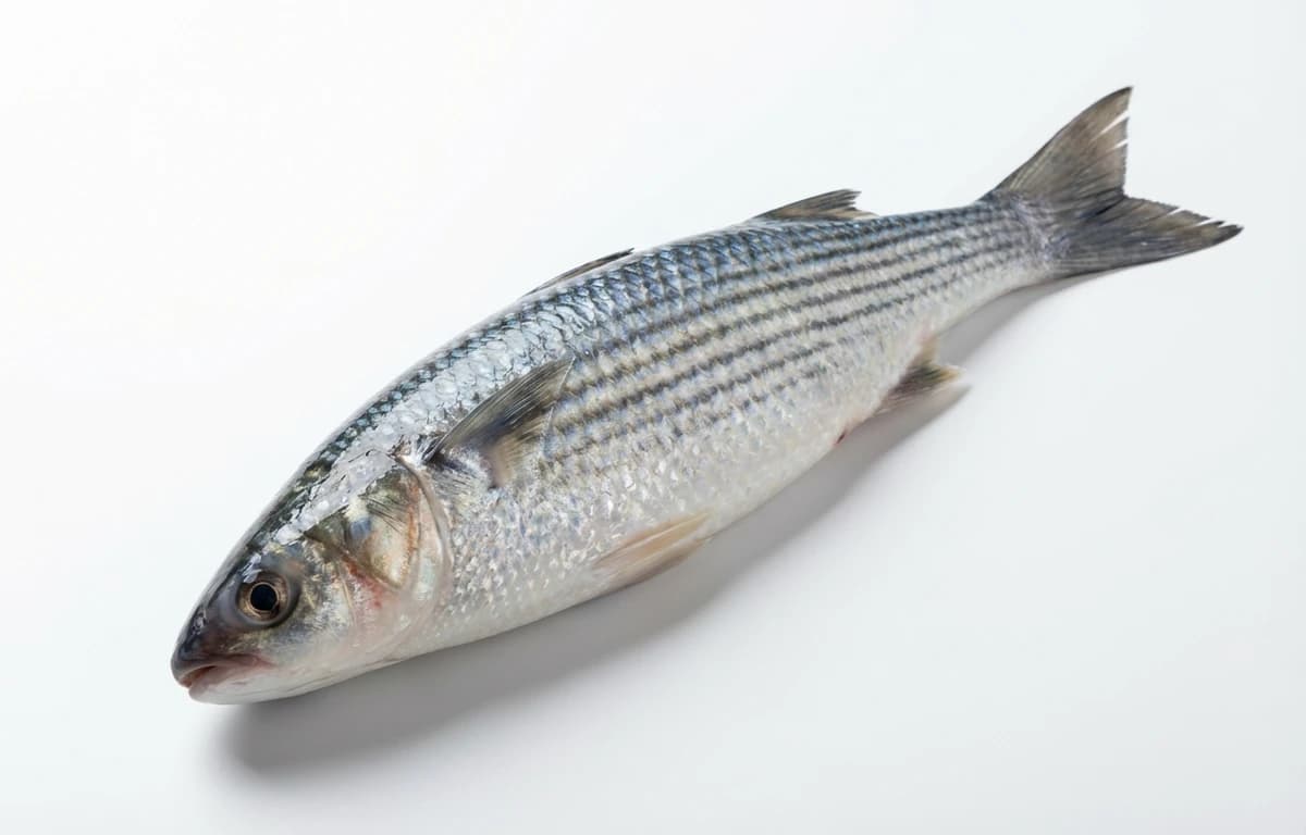 raw striped mullet