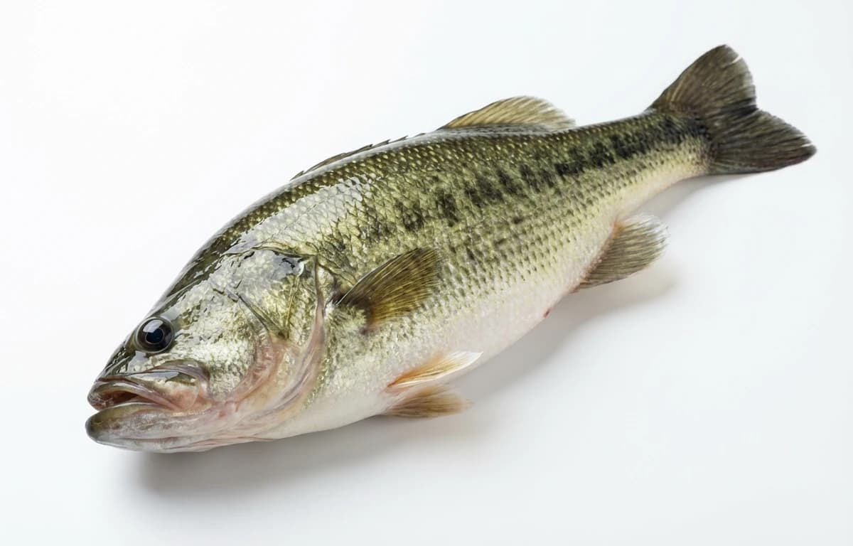 raw freshwater bass