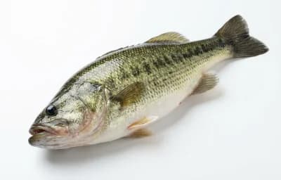 raw freshwater bass