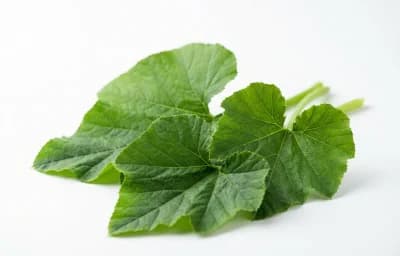 tender pumpkin leaves