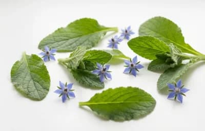 raw borage