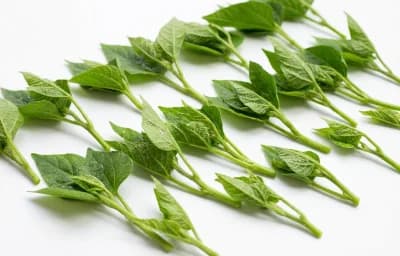 raw cowpea leafy tips