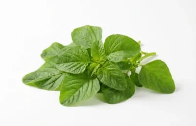 green mix amaranth spinosus leaves