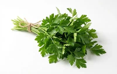 Flat-Leaf Parsley