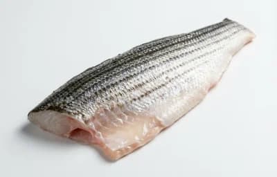 raw striped bass