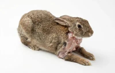 raw wild rabbit