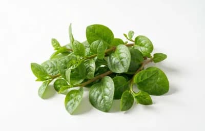 raw vinespinach