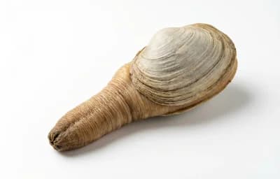 geoduck clam
