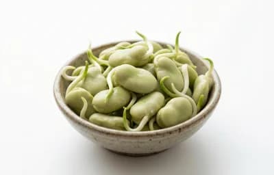 sprouted fava beans
