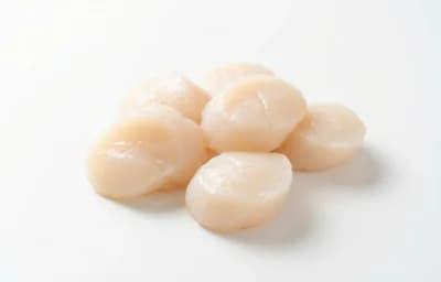 sea scallops