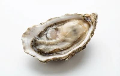 raw farmed eastern oyster