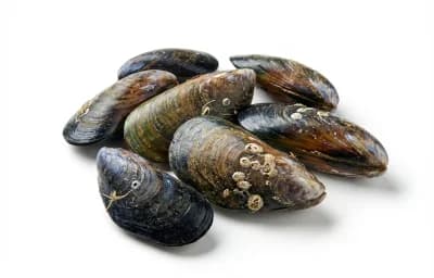 Fresh Mussels