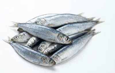 raw european anchovy