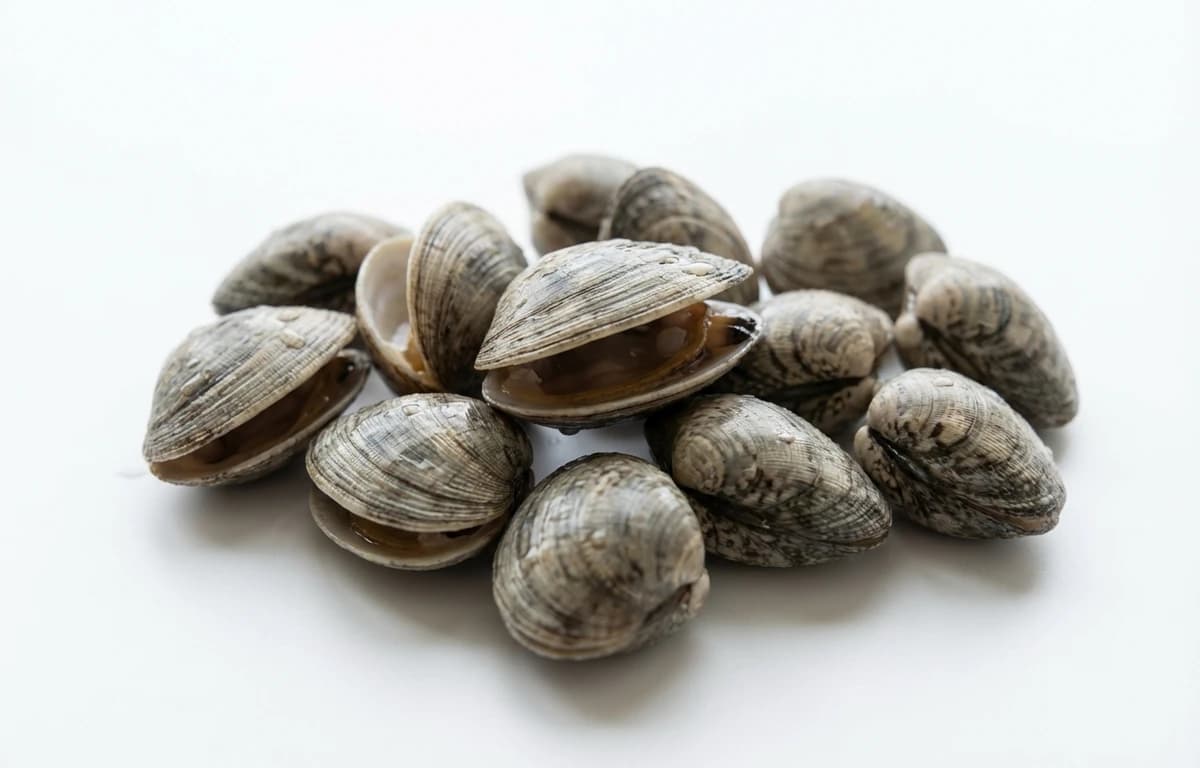 littleneck clams