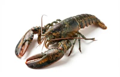 Whole Lobster