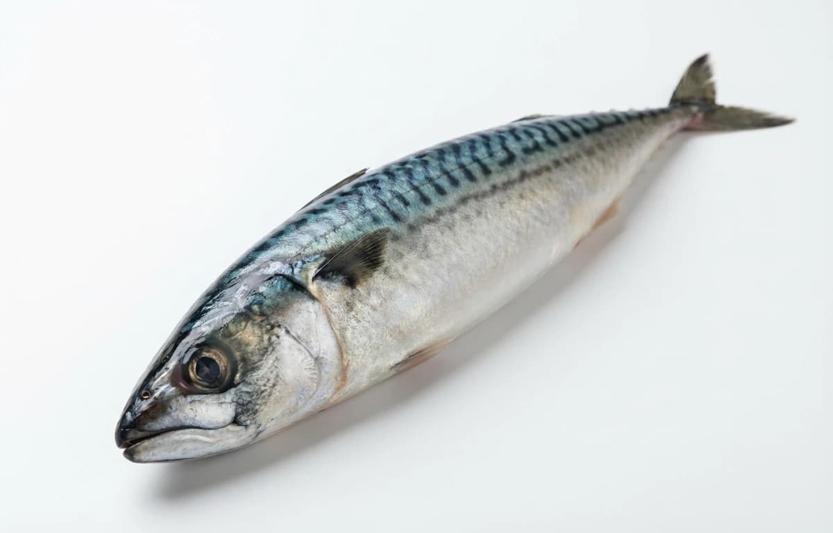 Whole Mackerel