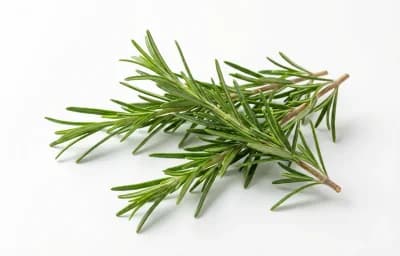 rosemary