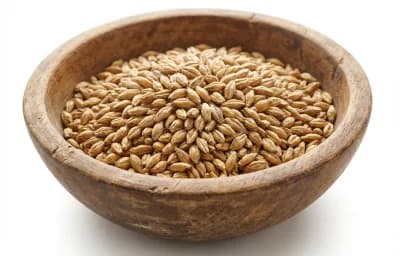 malted barley
