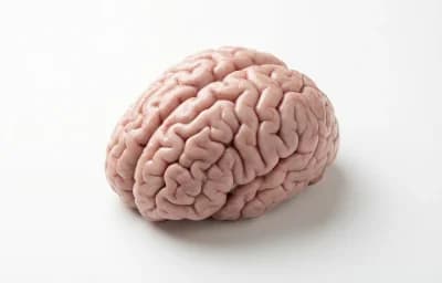 raw beef brain