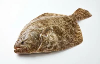 raw european turbot