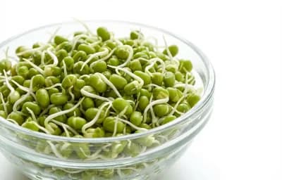 sprouted mung beans