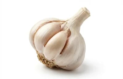 head of garlic