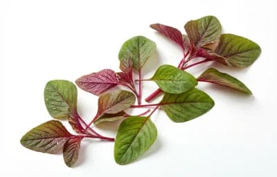 red and green mix amaranth leaves