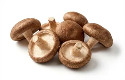 shiitake mushroom