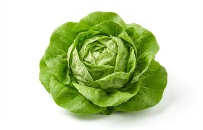 lettuce