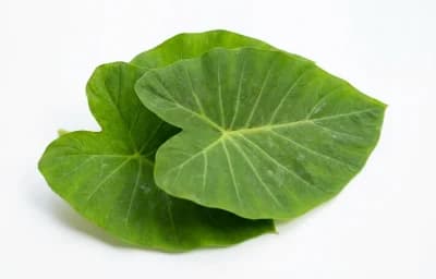 taro leaves