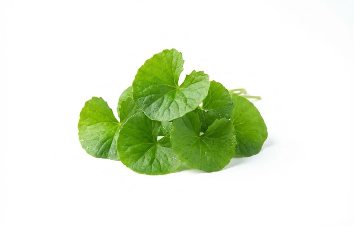 gotu kola