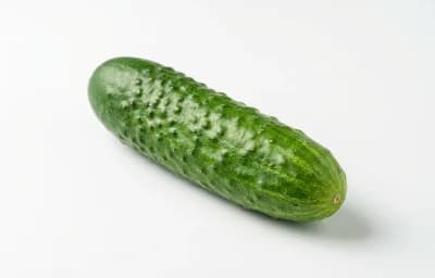 field cucumber
