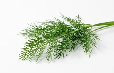 fresh dill