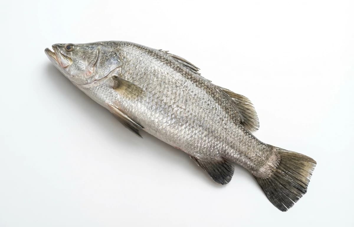 barramundi fish