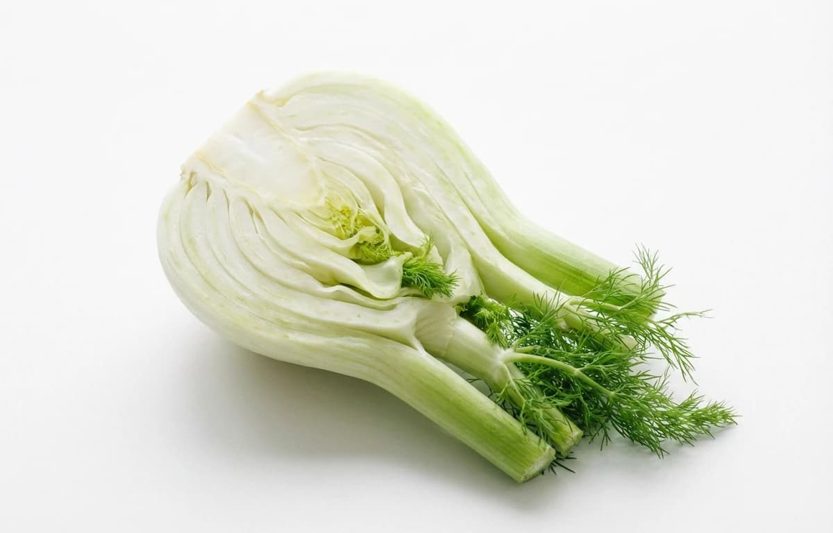 raw fennel bulb