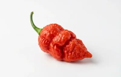 Bhut Jolokia Chili